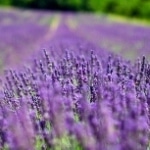 cycling tour provence france