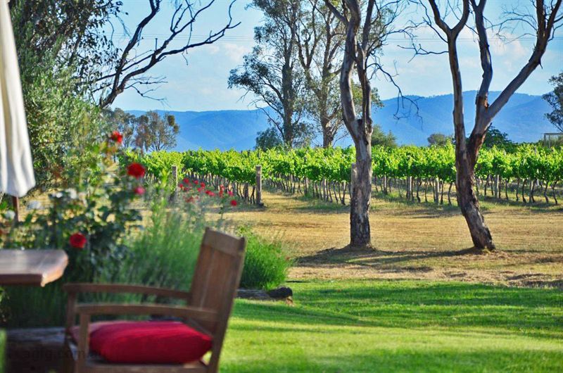 Mudgee vines