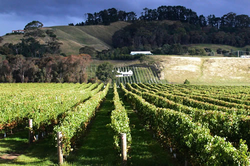 hawkes bay cycle wine tour