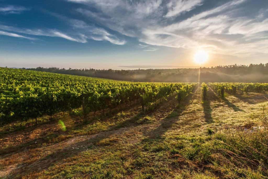 Tour de Vines cycling tours Australia