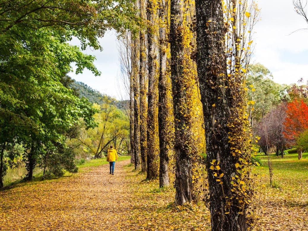 Autumn leaves in Bright