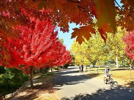 Autumn Colours of Bright in Victoria