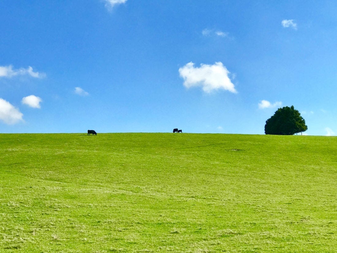 Yarra Valley scenery