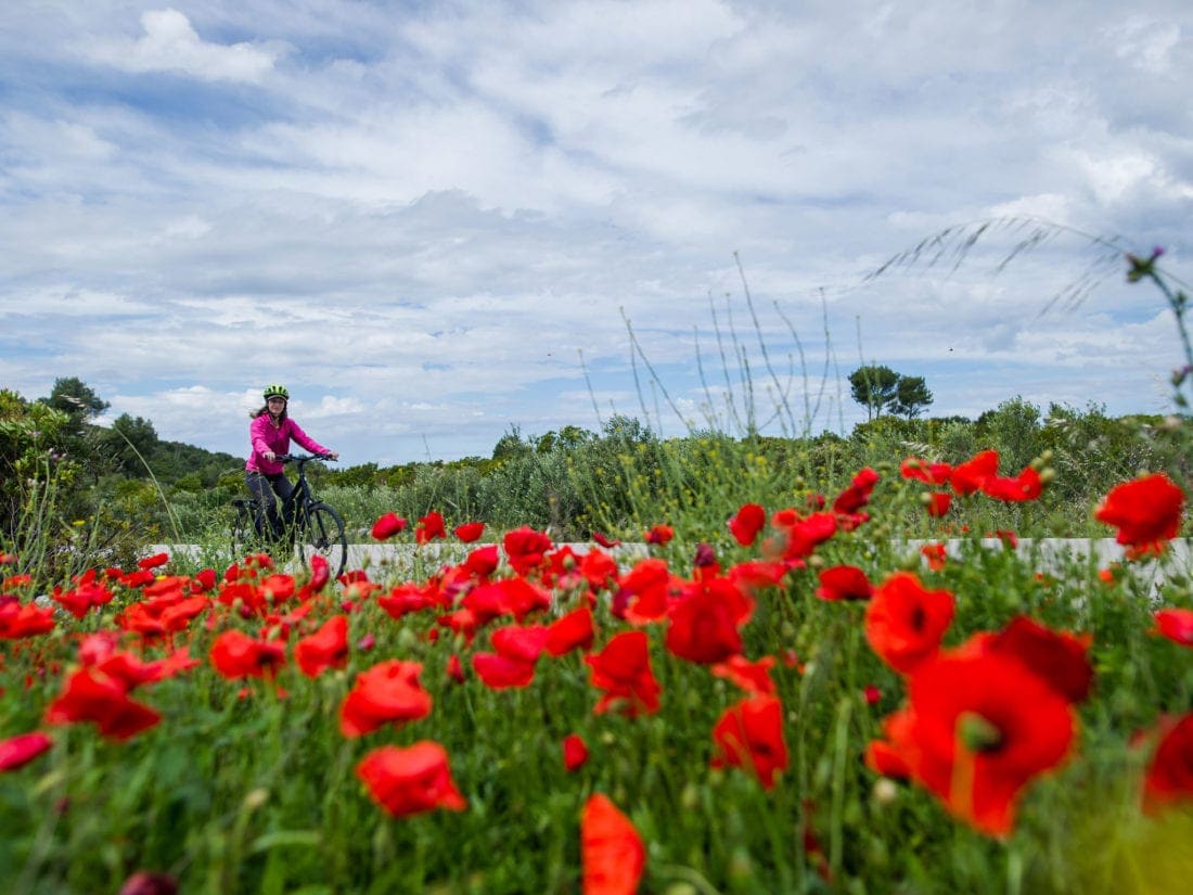 Tour De Vines Croatia Ships Guest Pictures South Dalmatia From Trogir Korcula Cycling 2019 Ivan Duran 31