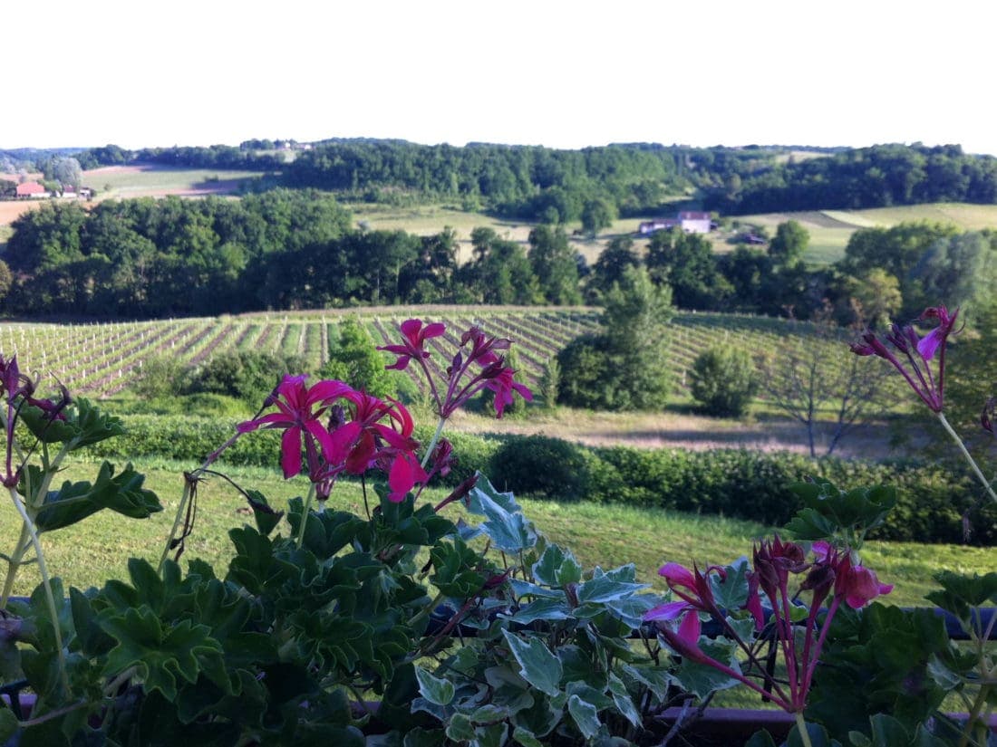 Tour De Vines France Bordeaux 2931