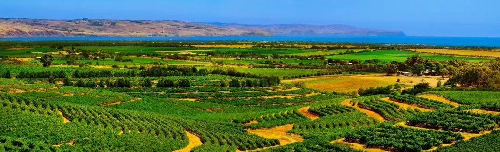 vineyards of mclaren vale