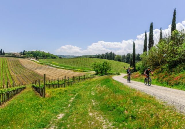 cycling past vineyards on a bike tour in tuscany