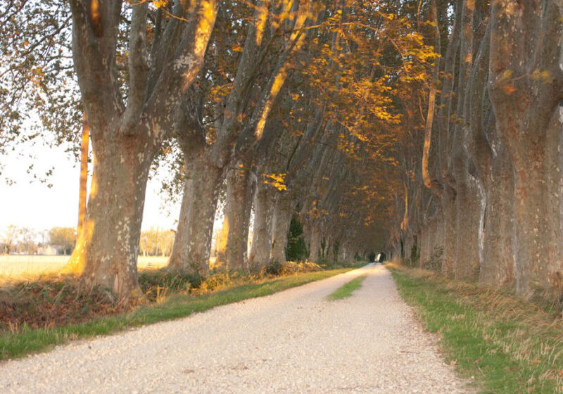 Cycling tour in France, Provence